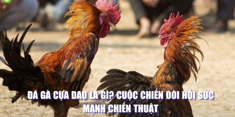 đá gà cựa dao là gì