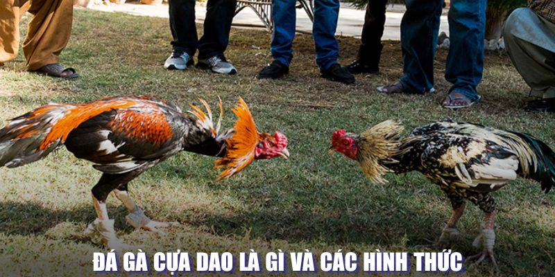 Các hình thức đá gà cựa dao