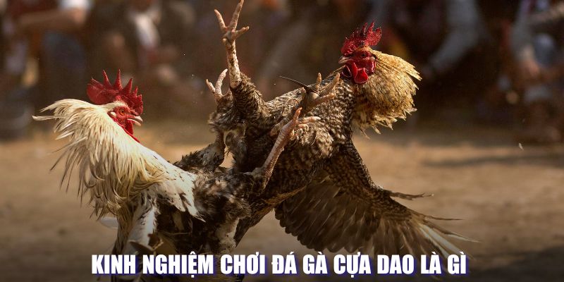 Kinh nghiệm chơi đá gà cựa dao