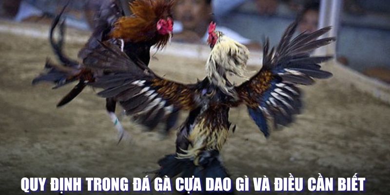 Quy định trong đá gà cựa giao là gì và thông tin cần biết