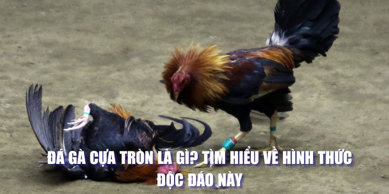 đá gà cựa tròn là gì