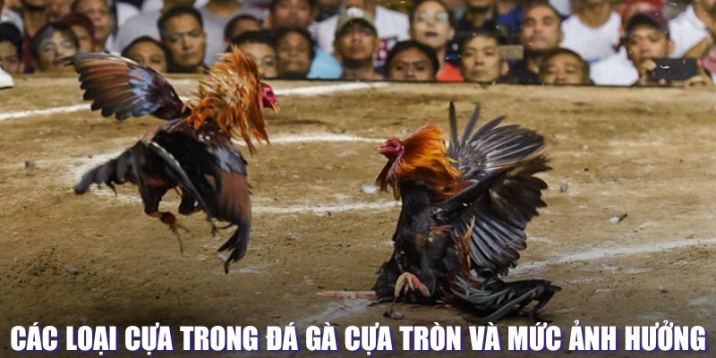 Các loại cựa trong đá gà cựa tròn